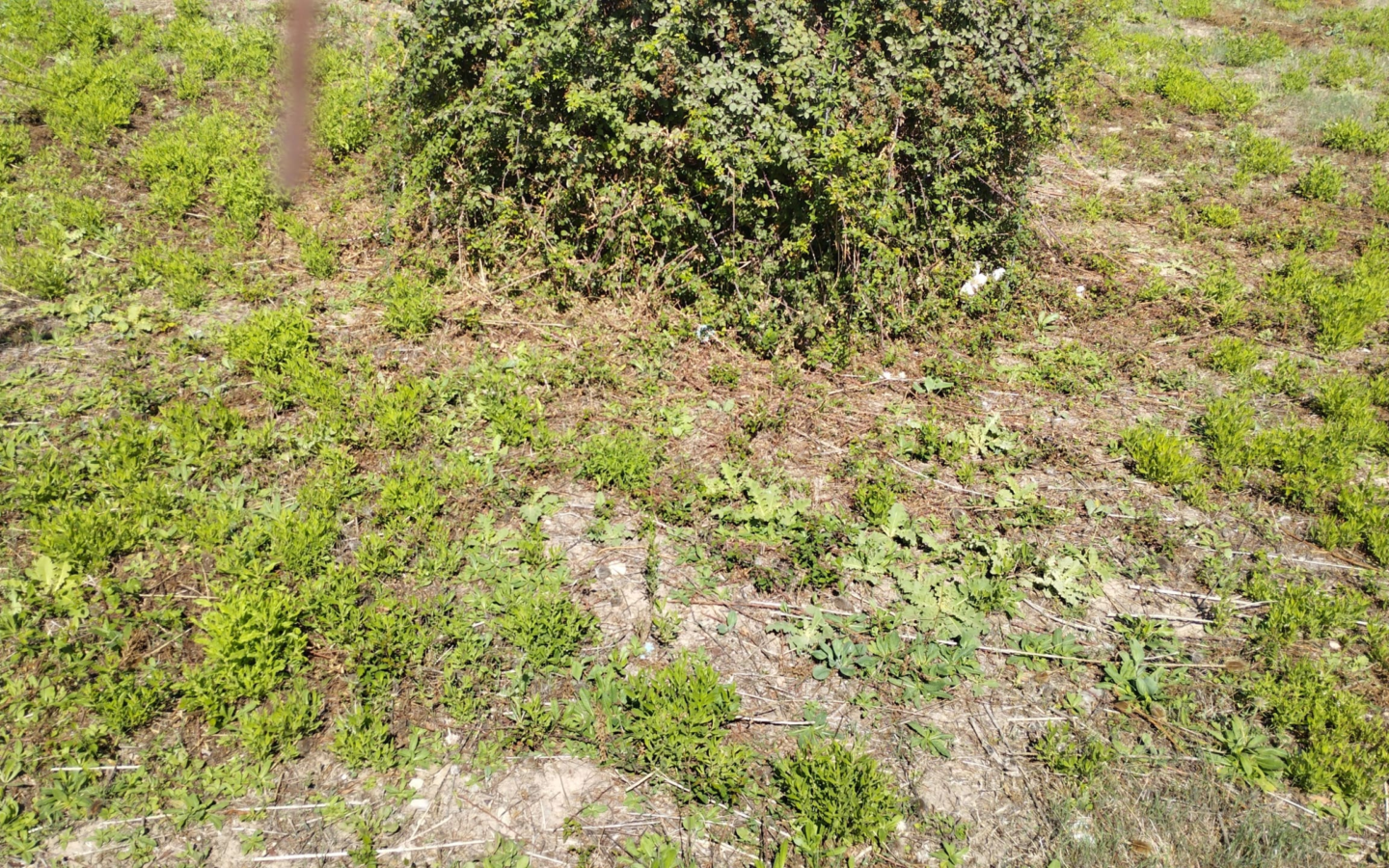 Land In Lloseta, Spain (1.100 M² Plot)