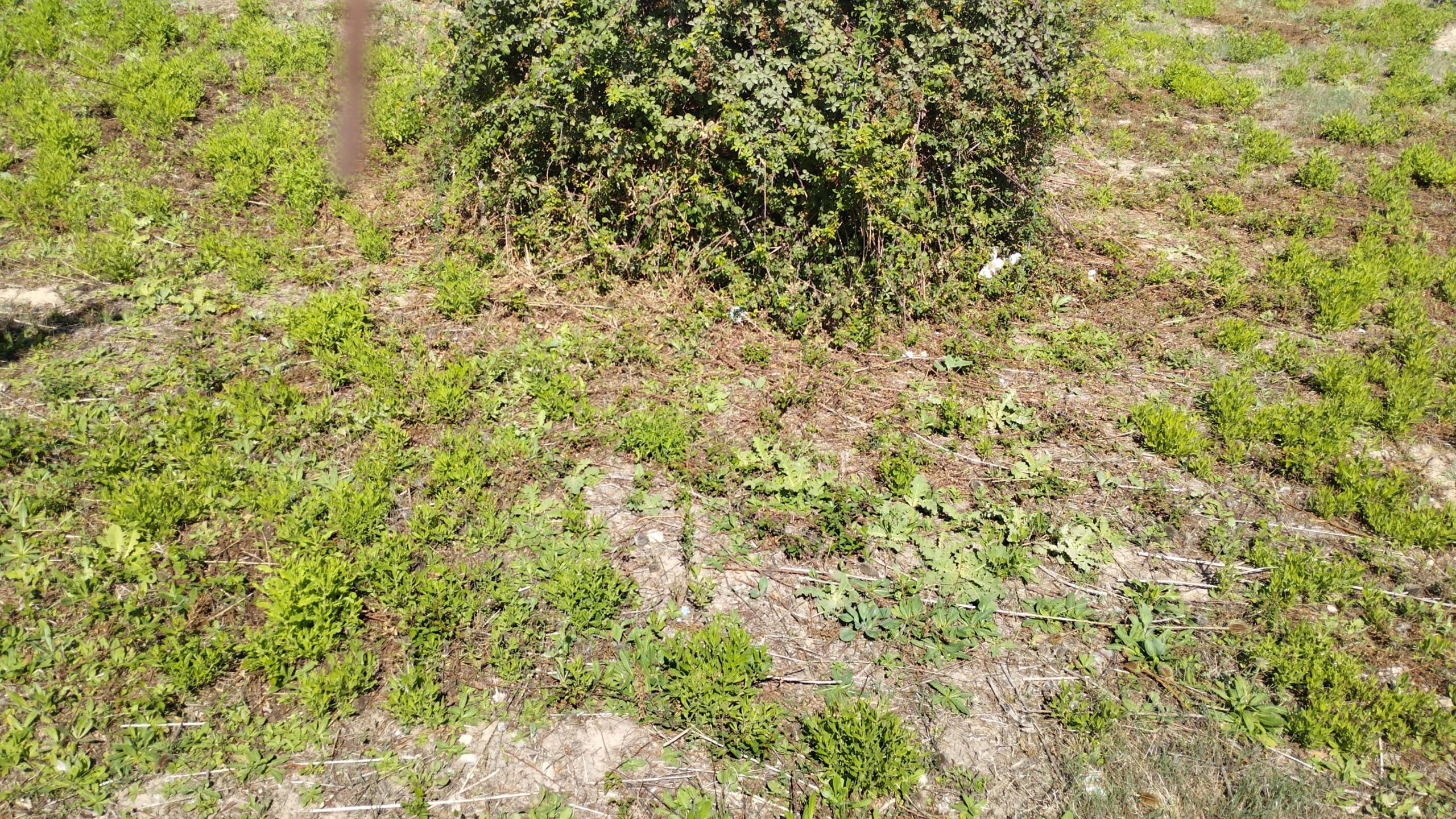 Land In Lloseta, Spain (1.100 M² Plot)