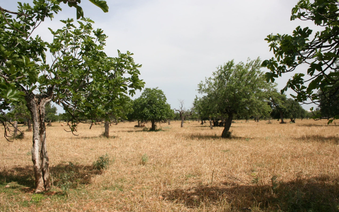 Land In Lloseta, Spain (34.784 M² Plot)