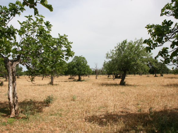 Land In Lloseta, Spain (34.784 M² Plot)
