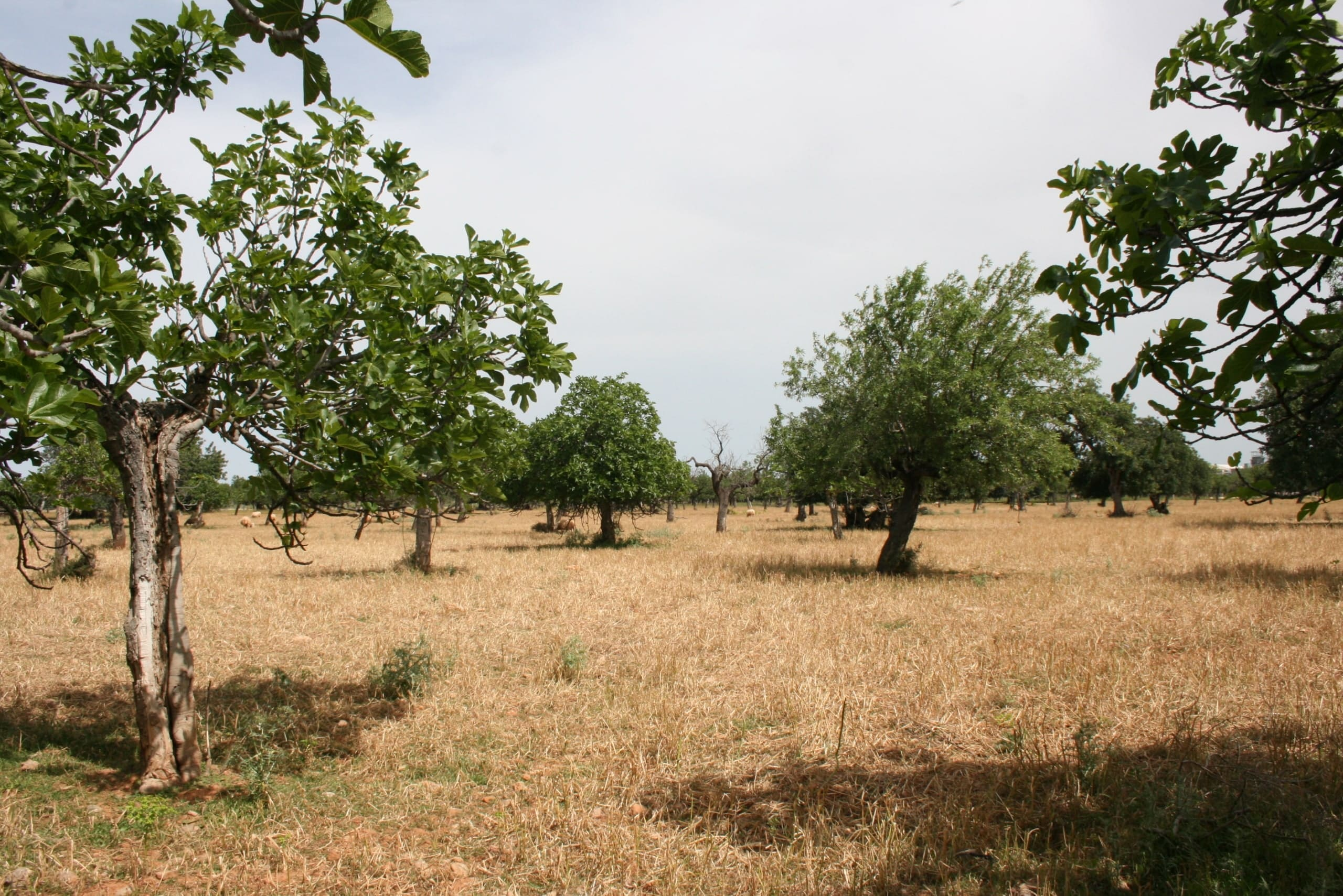 Land In Lloseta, Spain (34.784 M² Plot)