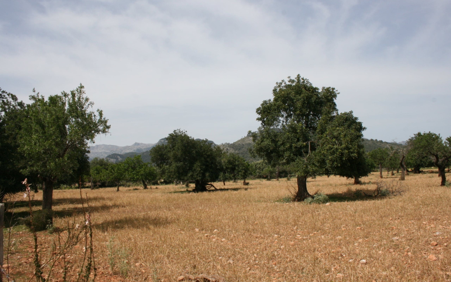 Land In Lloseta, Spain (34.784 M² Plot)
