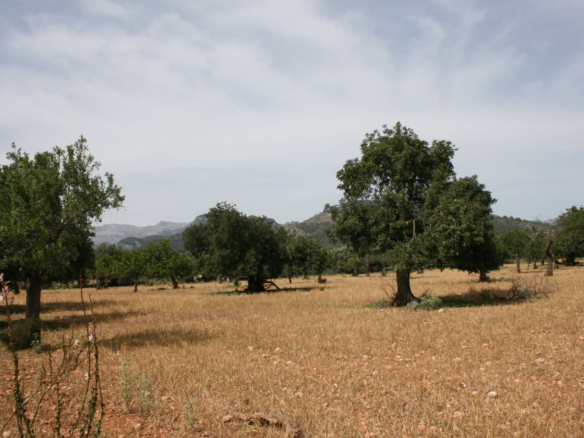 Land In Lloseta, Spain (34.784 M² Plot)
