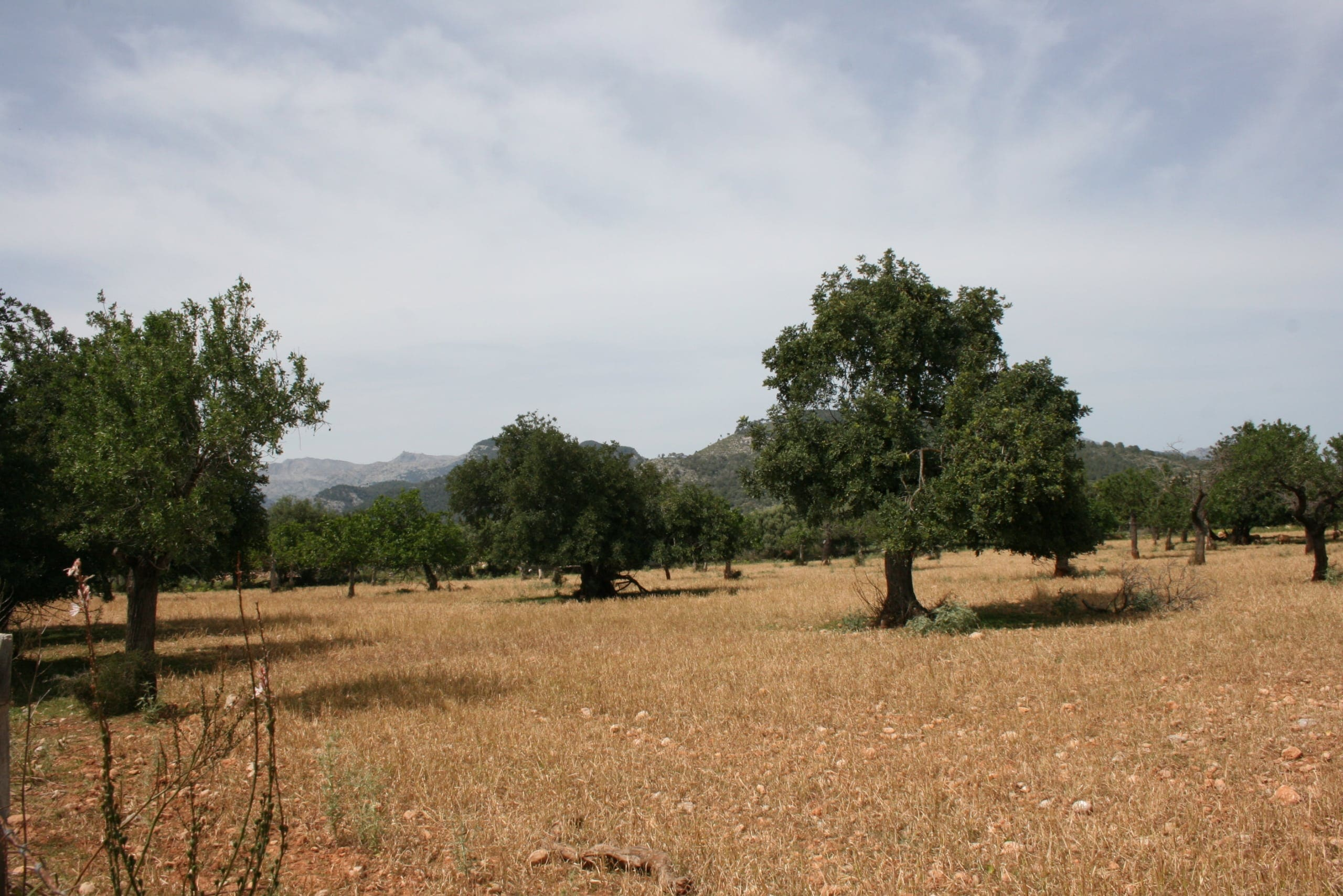 Land In Lloseta, Spain (34.784 M² Plot)