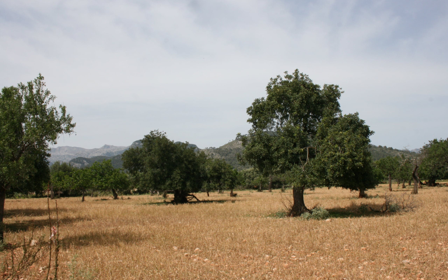 Land In Lloseta, Spain (34.784 M² Plot)