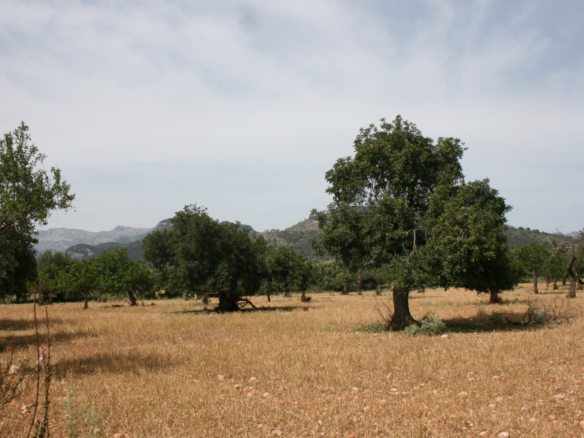 Land In Lloseta, Spain (34.784 M² Plot)