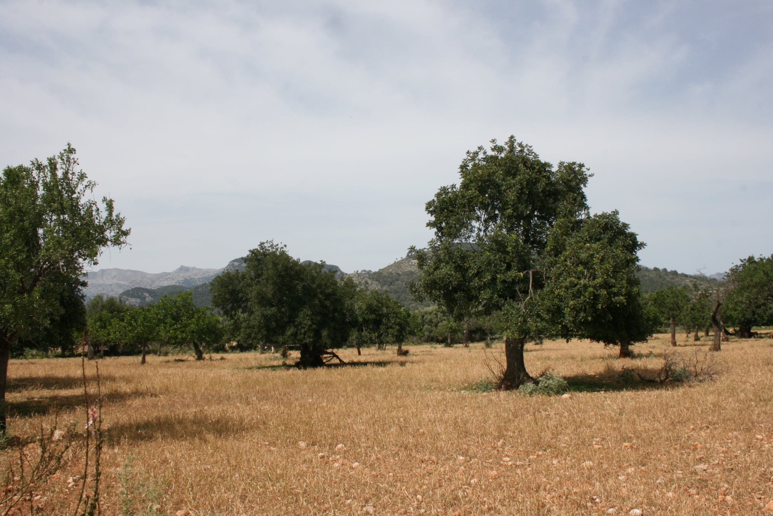 Land In Lloseta, Spain (34.784 M² Plot)