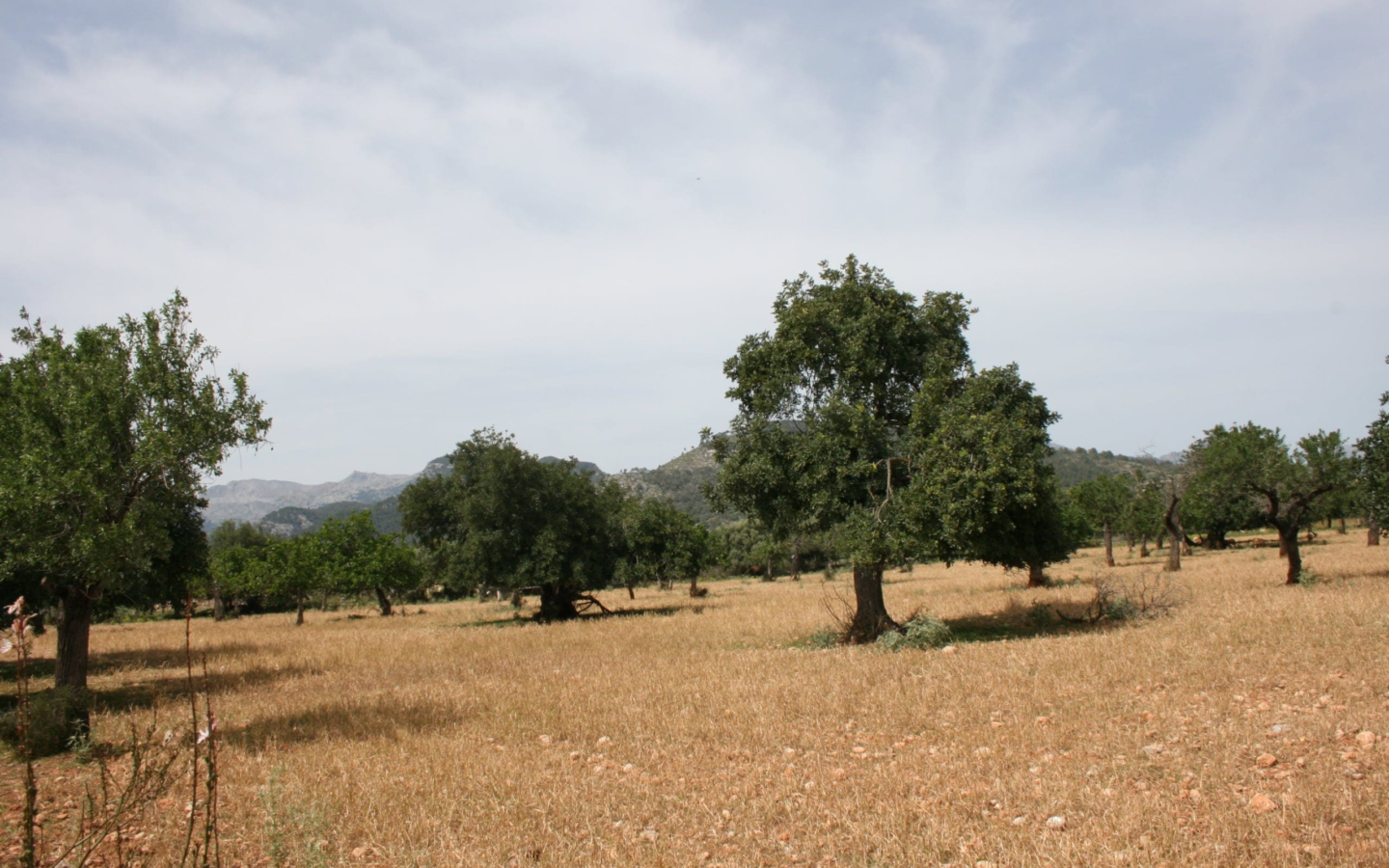 Land In Lloseta, Spain (34.784 M² Plot)