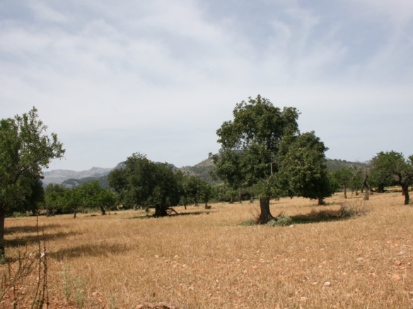 Land In Lloseta, Spain (34.784 M² Plot)