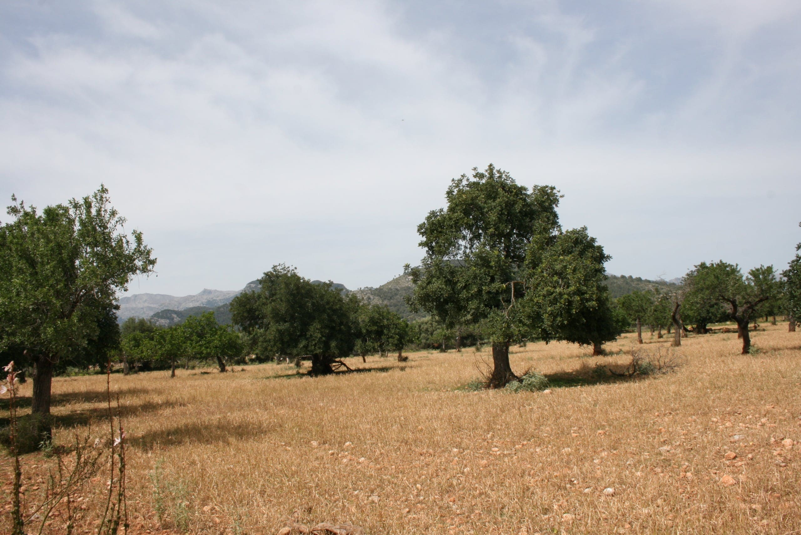 Land In Lloseta, Spain (34.784 M² Plot)