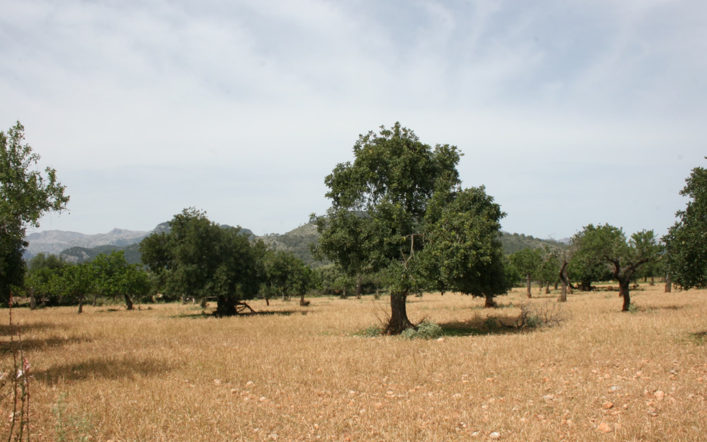Land In Lloseta, Spain (34.784 M² Plot)
