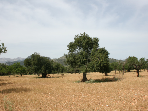 Land In Lloseta, Spain (34.784 M² Plot)