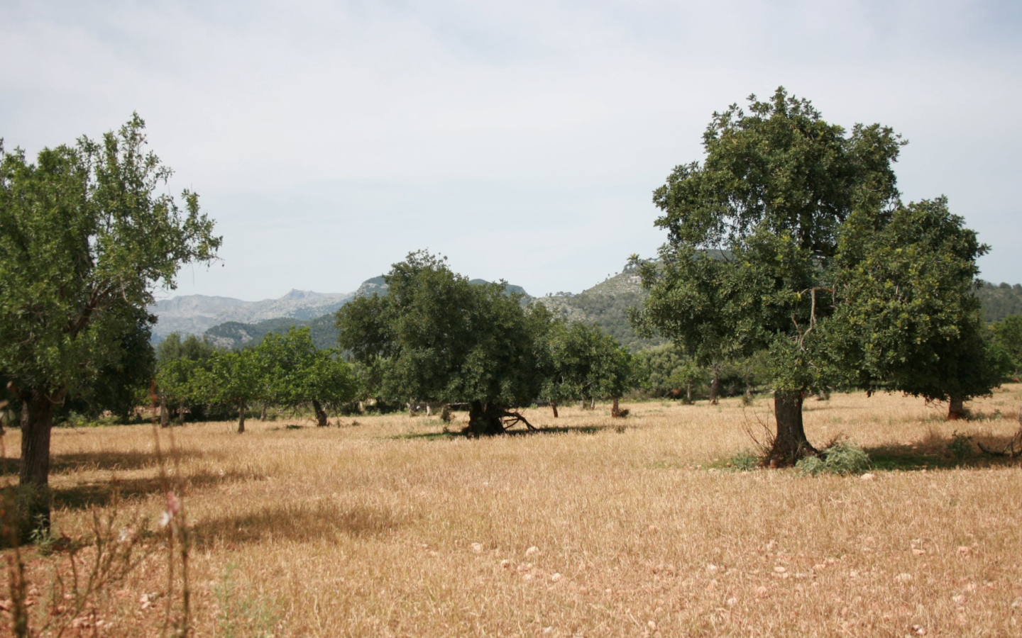 Land In Lloseta, Spain (34.784 M² Plot)