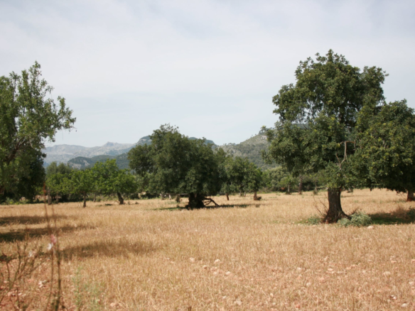 Land In Lloseta, Spain (34.784 M² Plot)