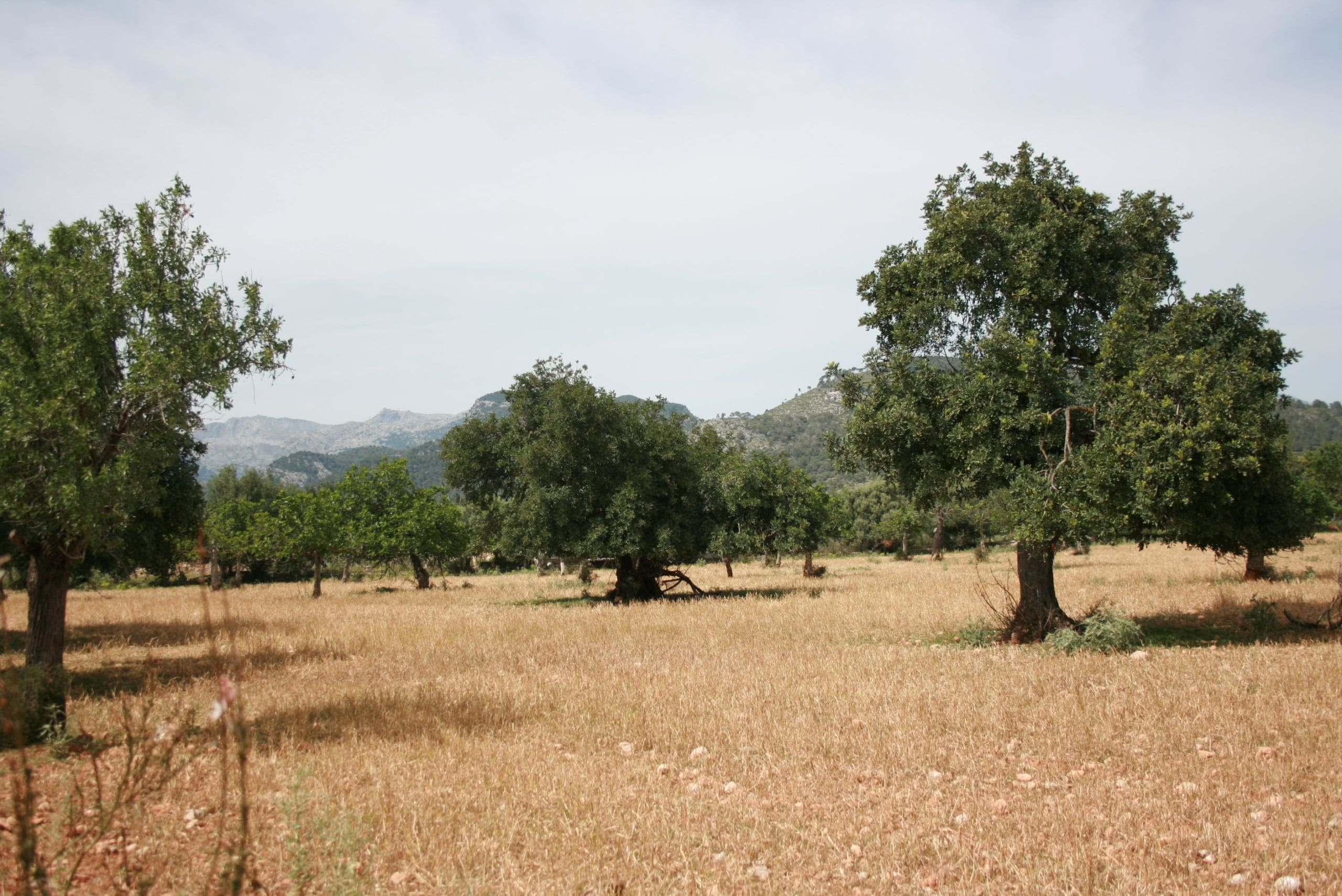 Land In Lloseta, Spain (34.784 M² Plot)