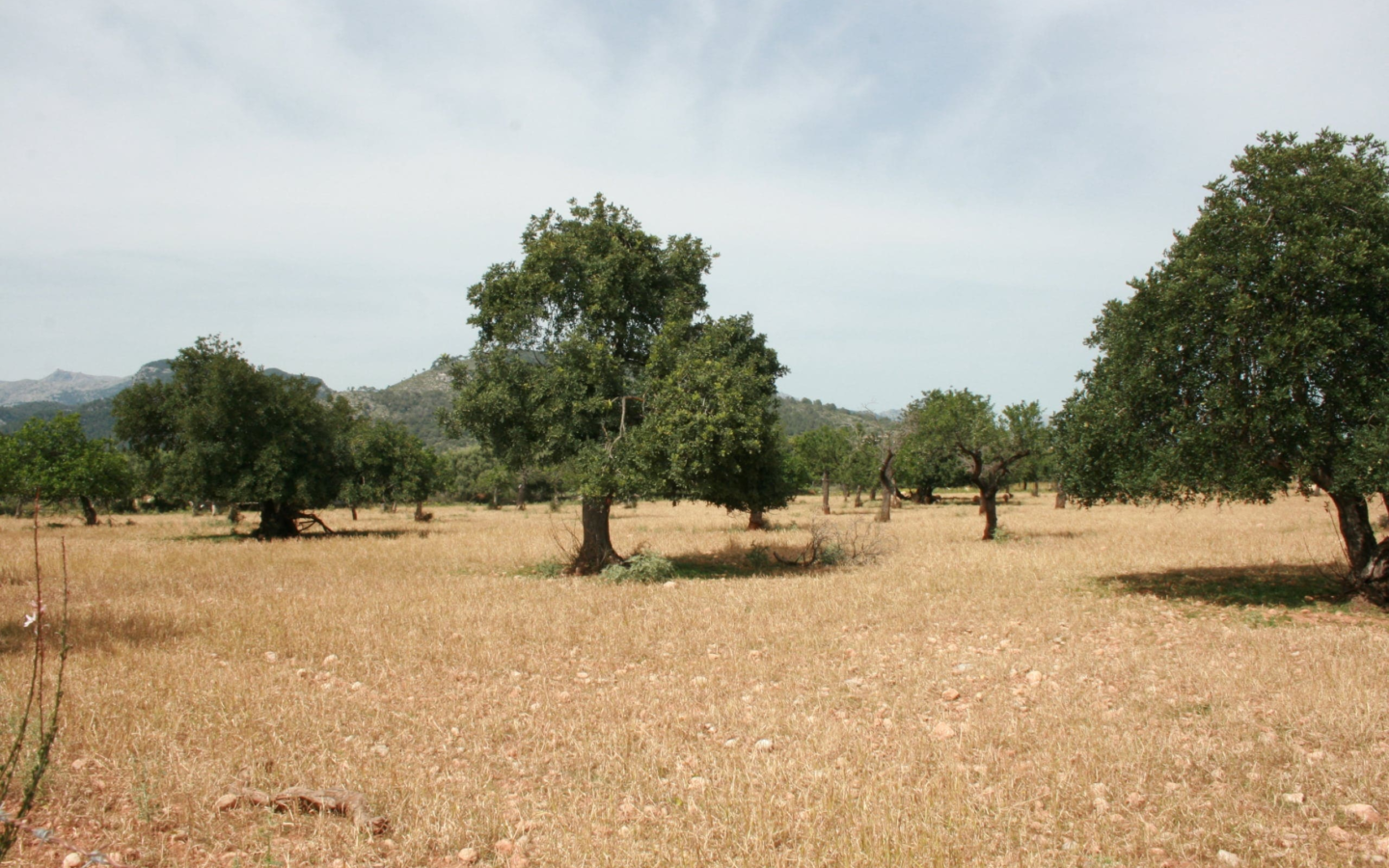 Land In Lloseta, Spain (34.784 M² Plot)