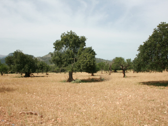 Land In Lloseta, Spain (34.784 M² Plot)