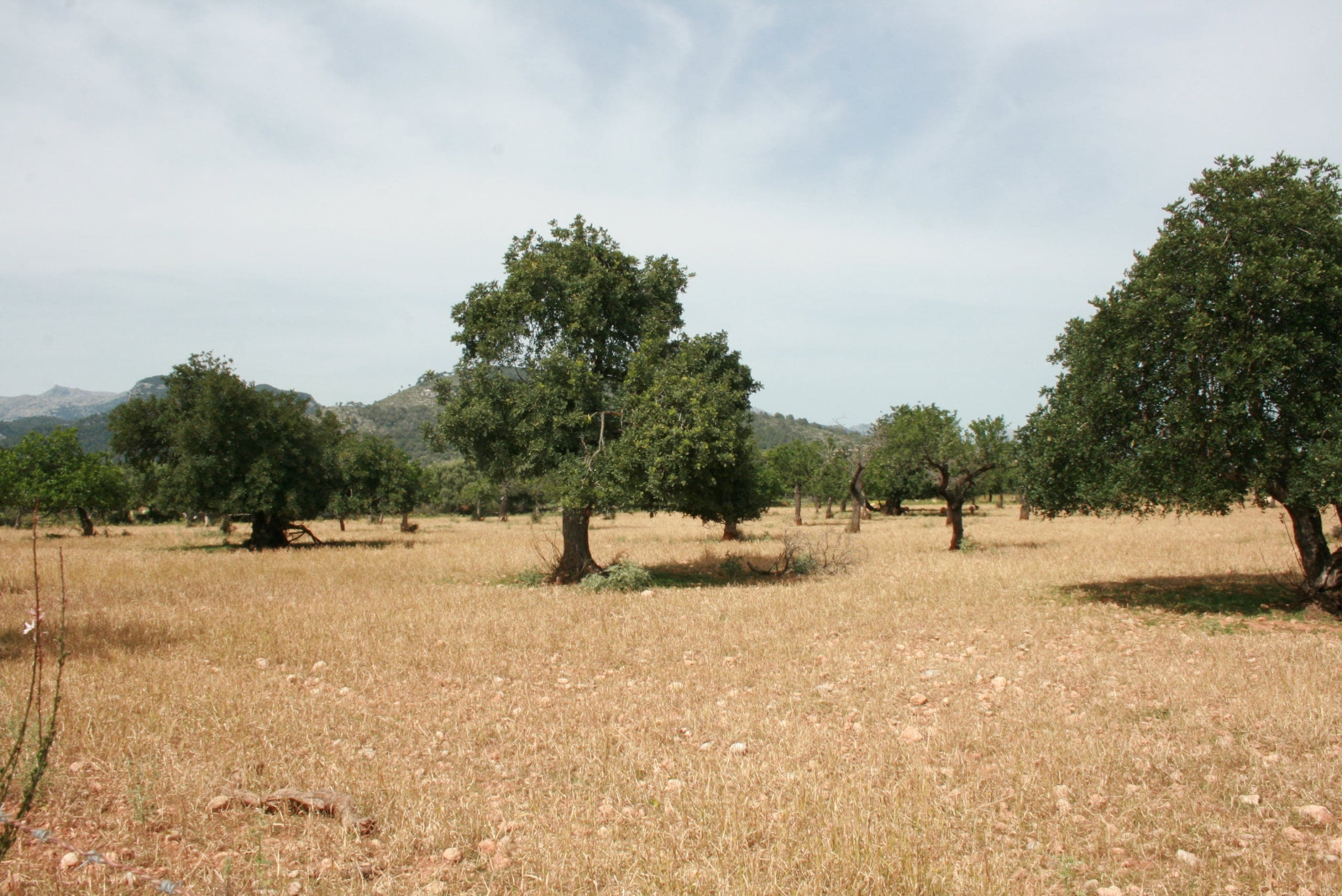 Land In Lloseta, Spain (34.784 M² Plot)