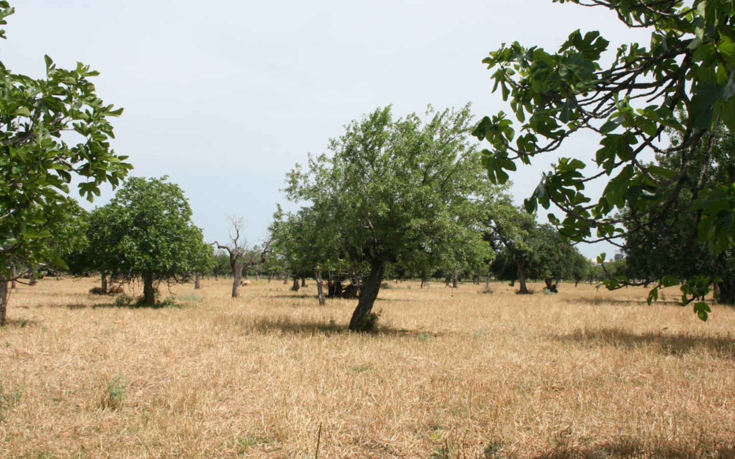 Land In Lloseta, Spain (34.784 M² Plot)
