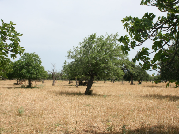 Land In Lloseta, Spain (34.784 M² Plot)