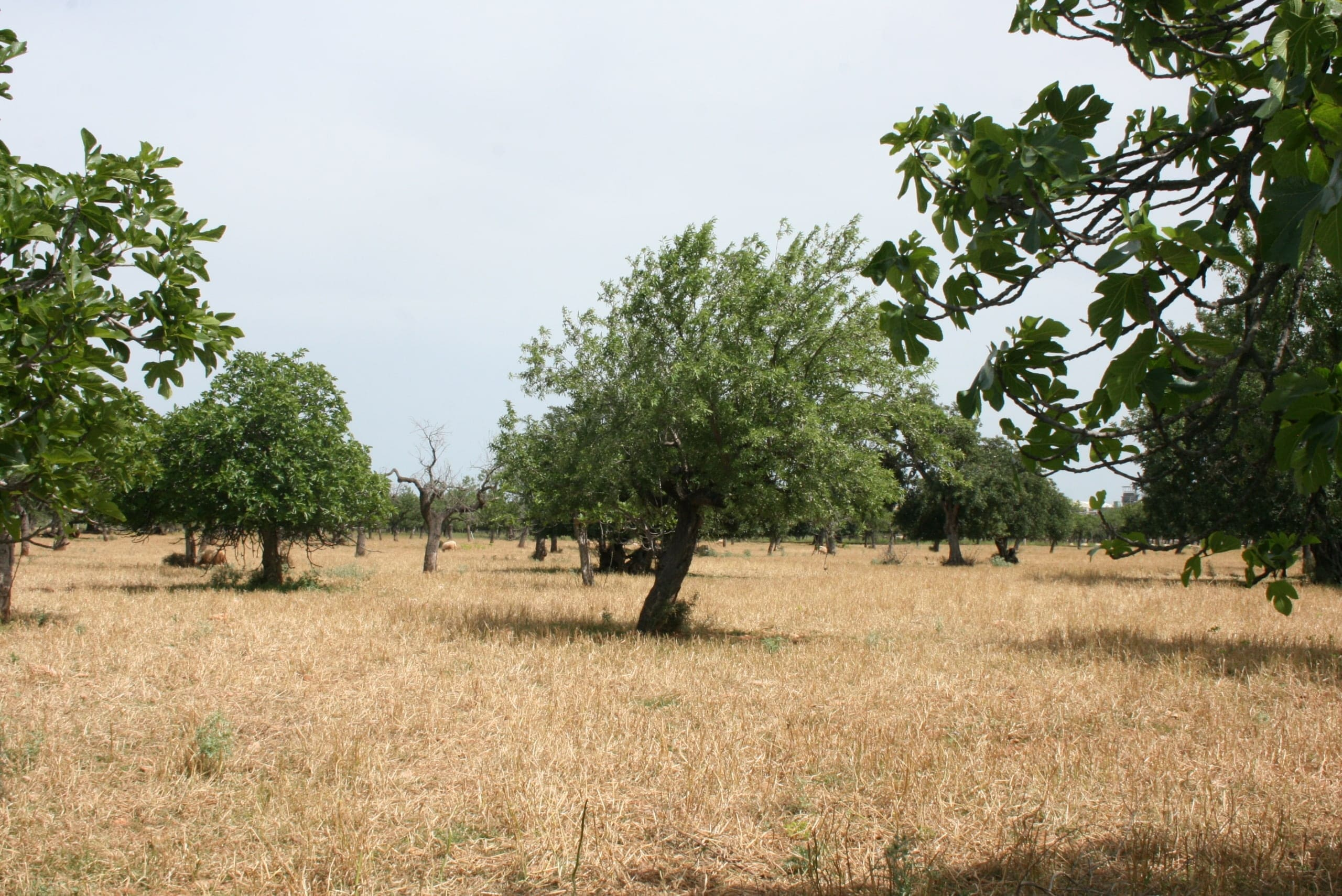 Land In Lloseta, Spain (34.784 M² Plot)