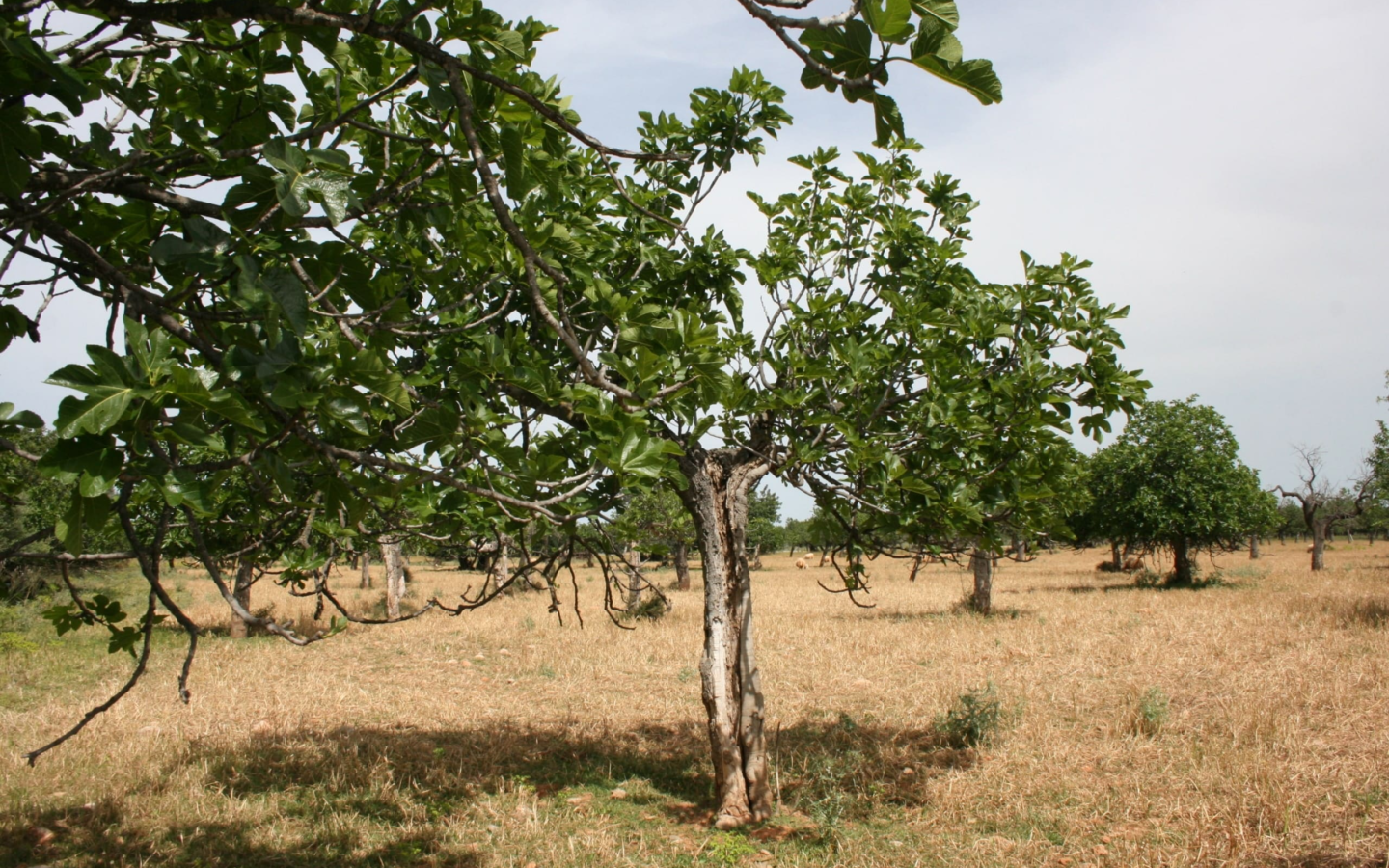 Land In Lloseta, Spain (34.784 M² Plot)