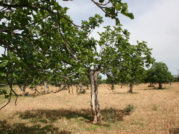 Land In Lloseta, Spain (34.784 M² Plot)