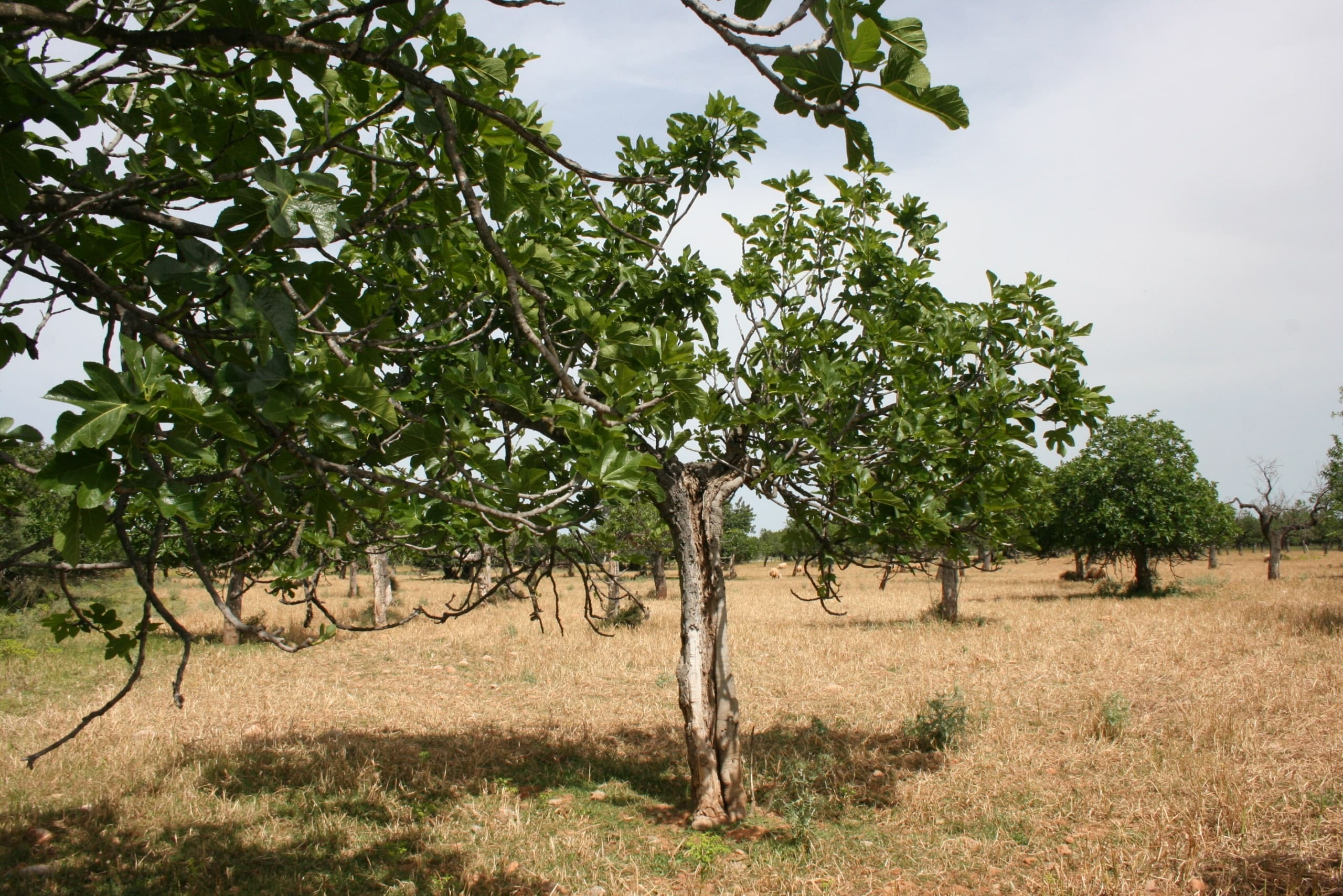 Land In Lloseta, Spain (34.784 M² Plot)