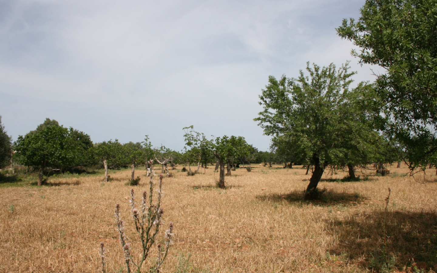 Land In Lloseta, Spain (34.784 M² Plot)