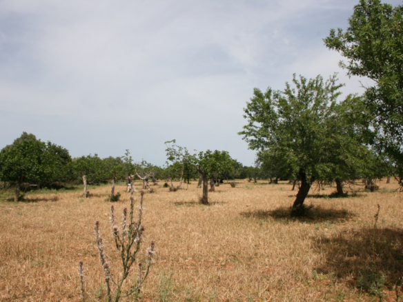 Land In Lloseta, Spain (34.784 M² Plot)