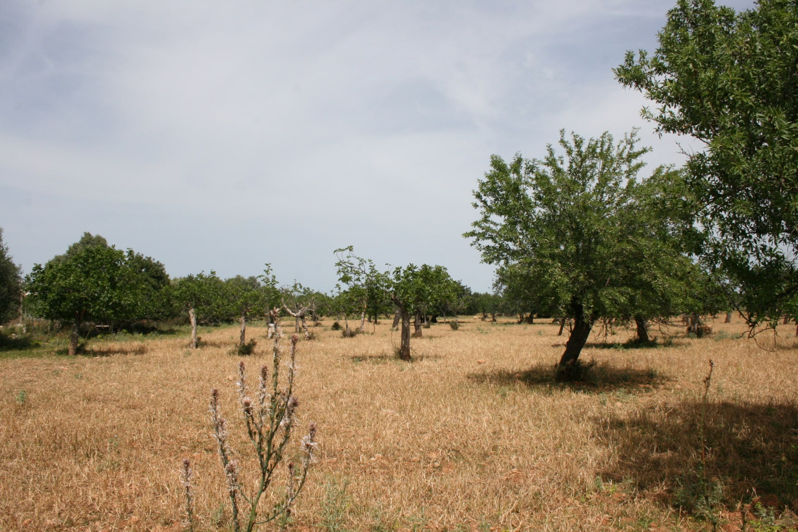 Land In Lloseta, Spain (34.784 M² Plot)