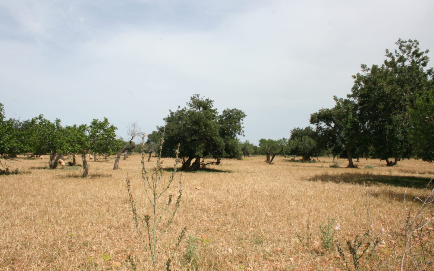 Land In Lloseta, Spain (34.784 M² Plot)
