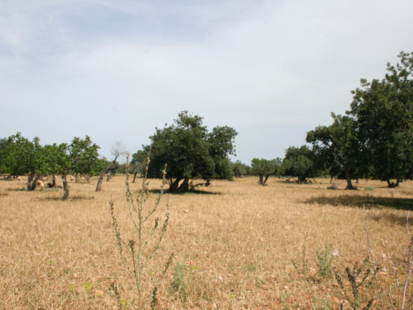 Land In Lloseta, Spain (34.784 M² Plot)