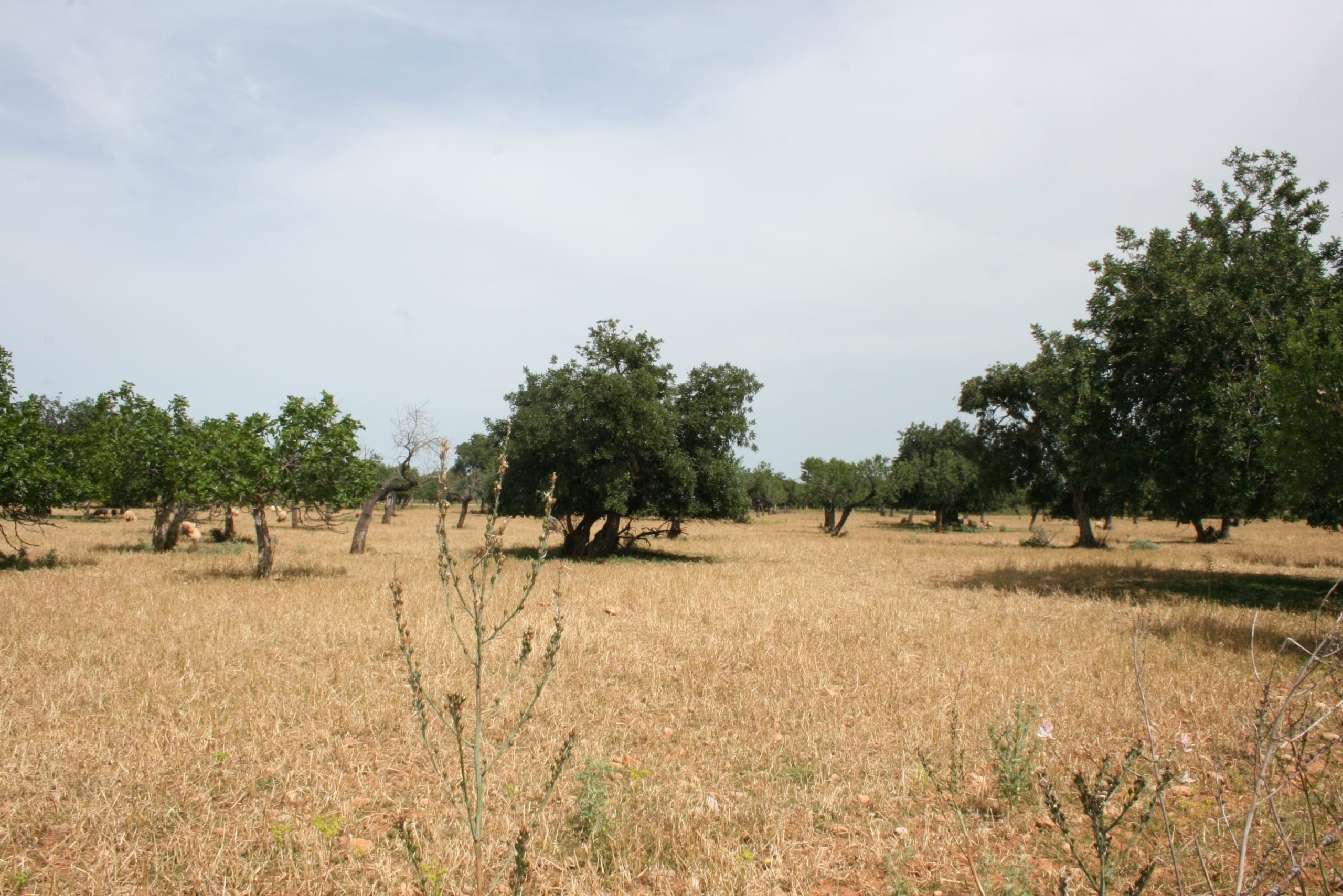 Land In Lloseta, Spain (34.784 M² Plot)