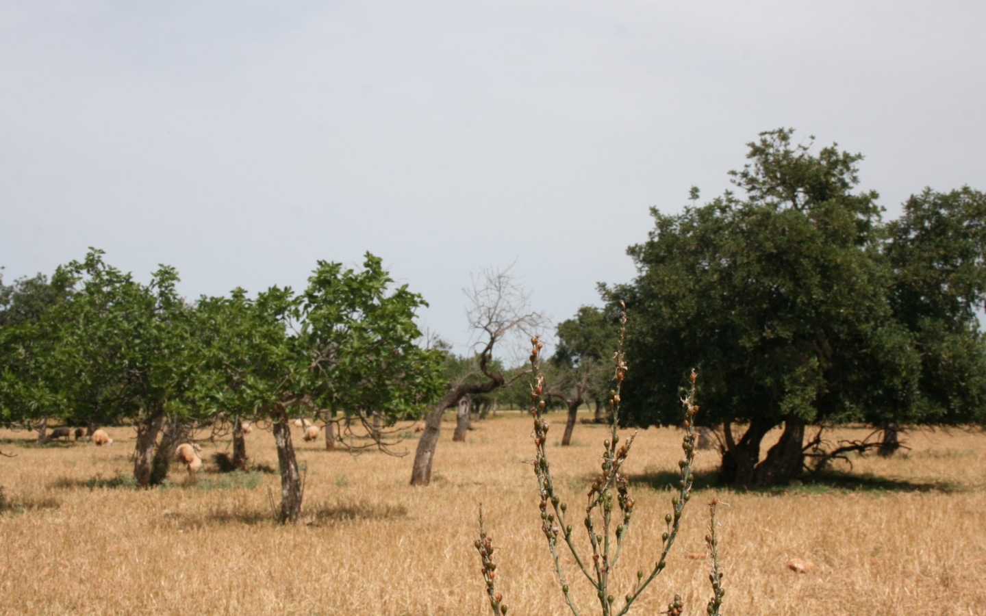 Land In Lloseta, Spain (34.784 M² Plot)