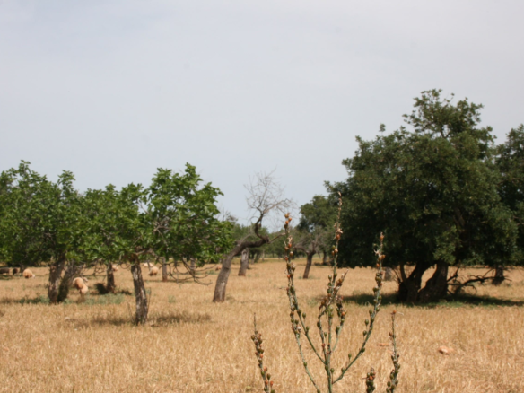Land In Lloseta, Spain (34.784 M² Plot)