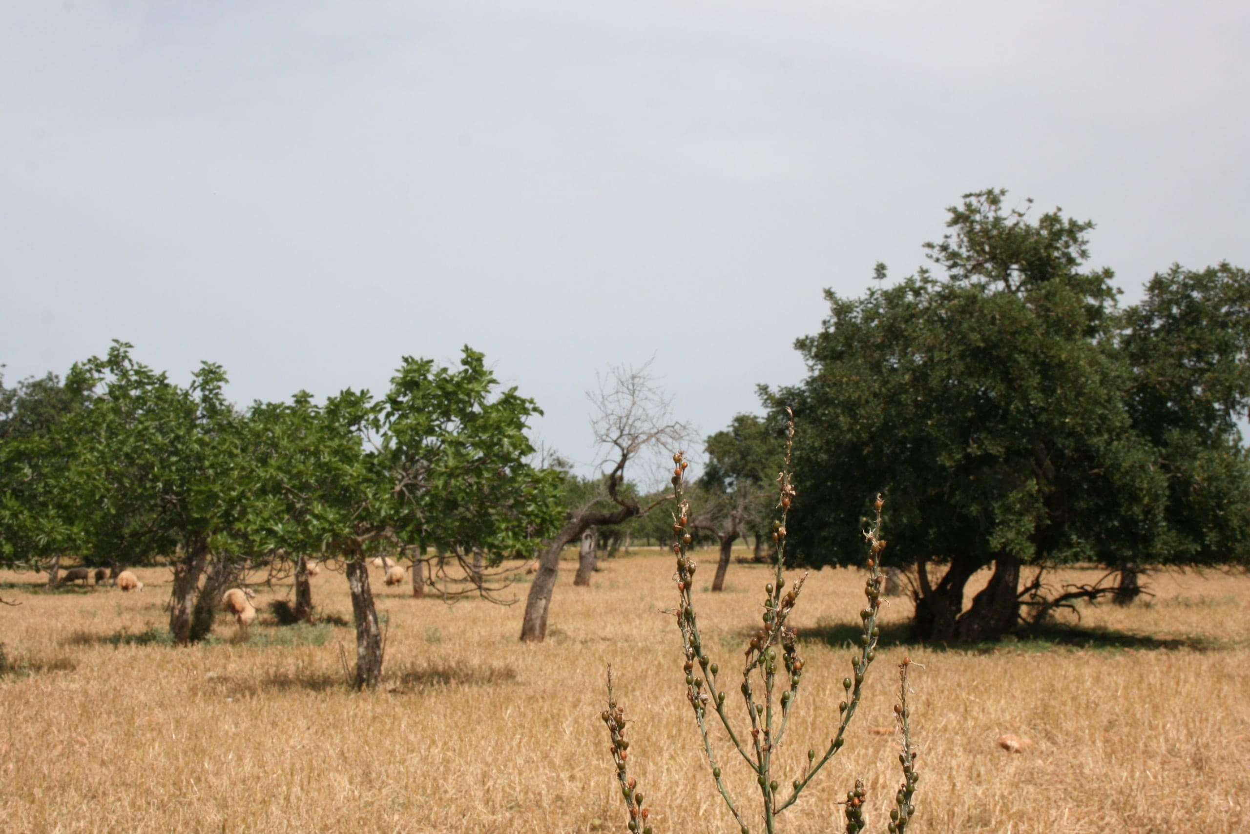 Land In Lloseta, Spain (34.784 M² Plot)