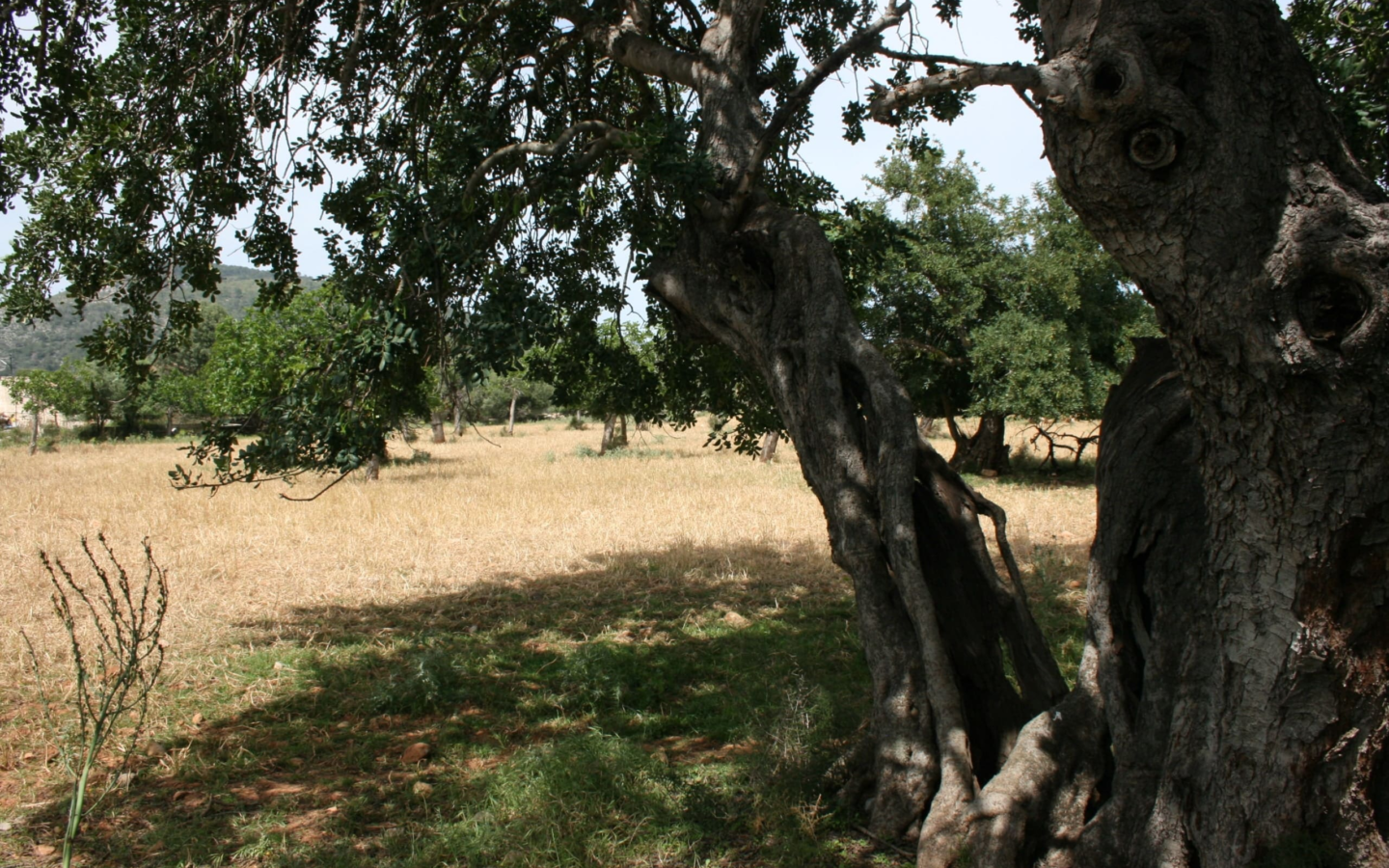 Land In Lloseta, Spain (34.784 M² Plot)