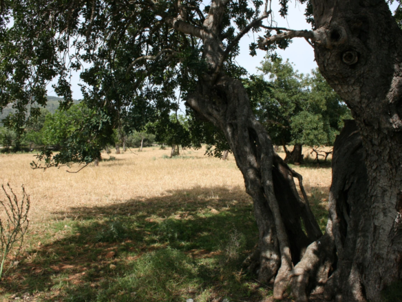 Land In Lloseta, Spain (34.784 M² Plot)