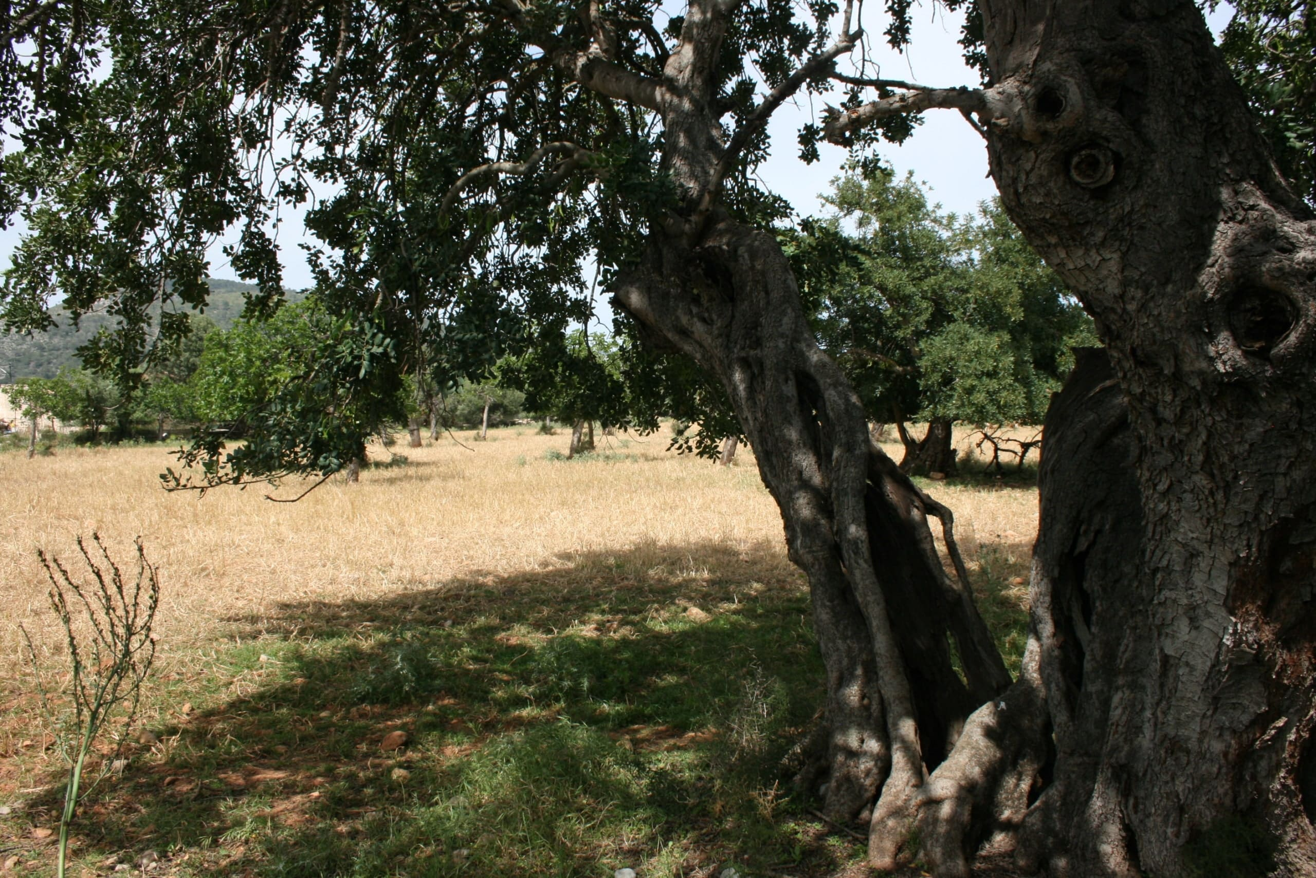 Land In Lloseta, Spain (34.784 M² Plot)