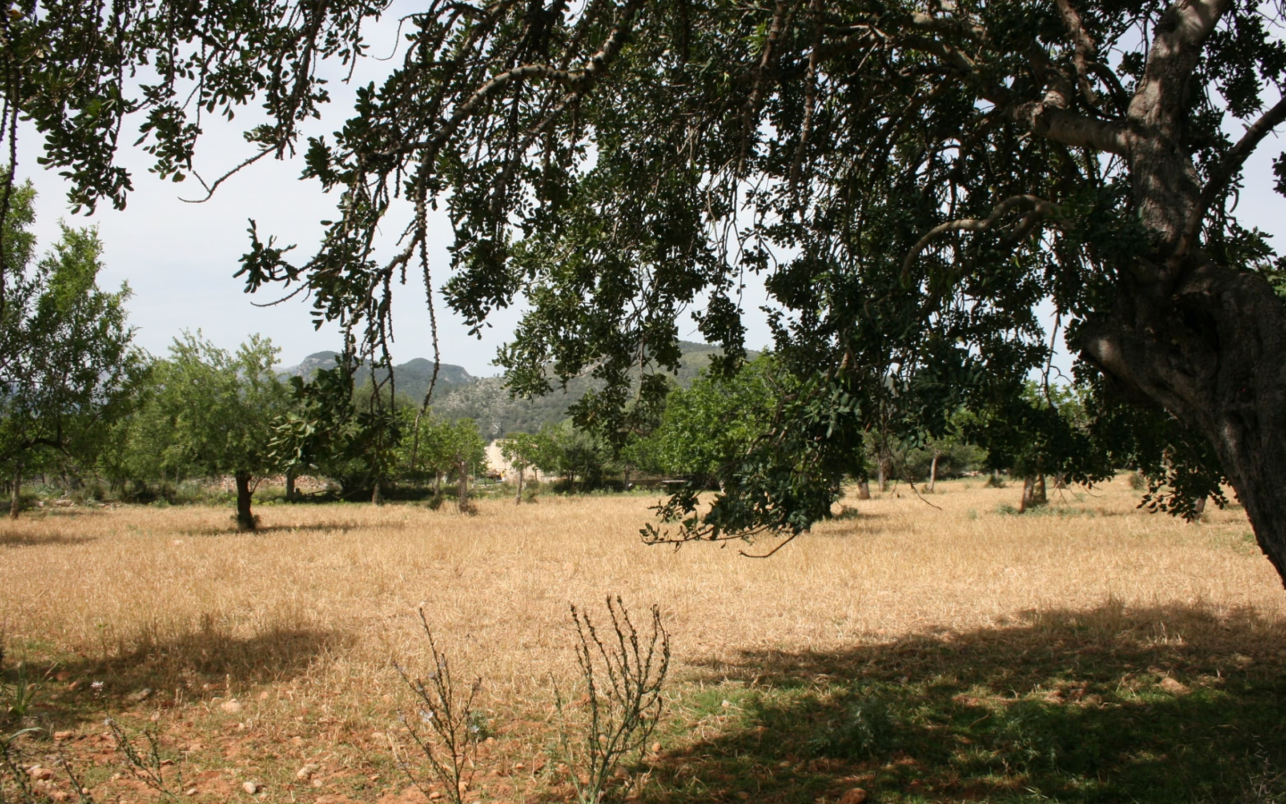 Land In Lloseta, Spain (34.784 M² Plot)