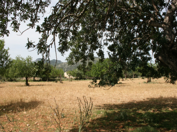 Land In Lloseta, Spain (34.784 M² Plot)