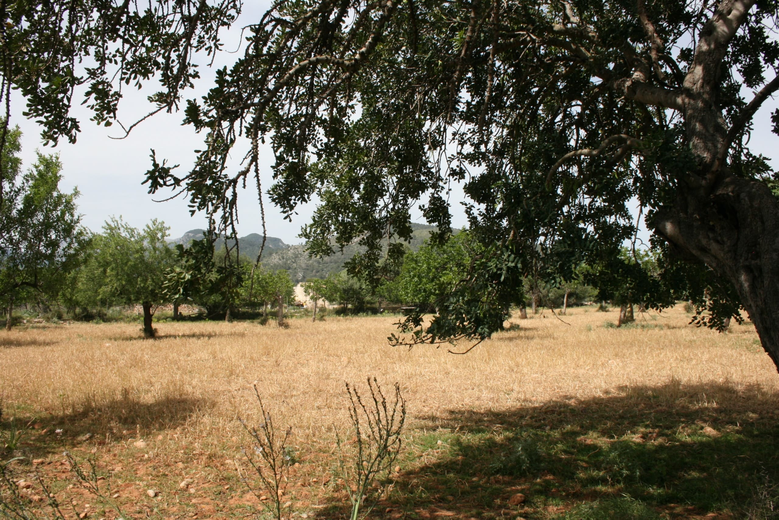 Land In Lloseta, Spain (34.784 M² Plot)