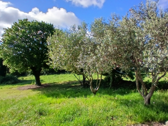 5-bedroom Detached House In Saint Chinian, France (300 M²)