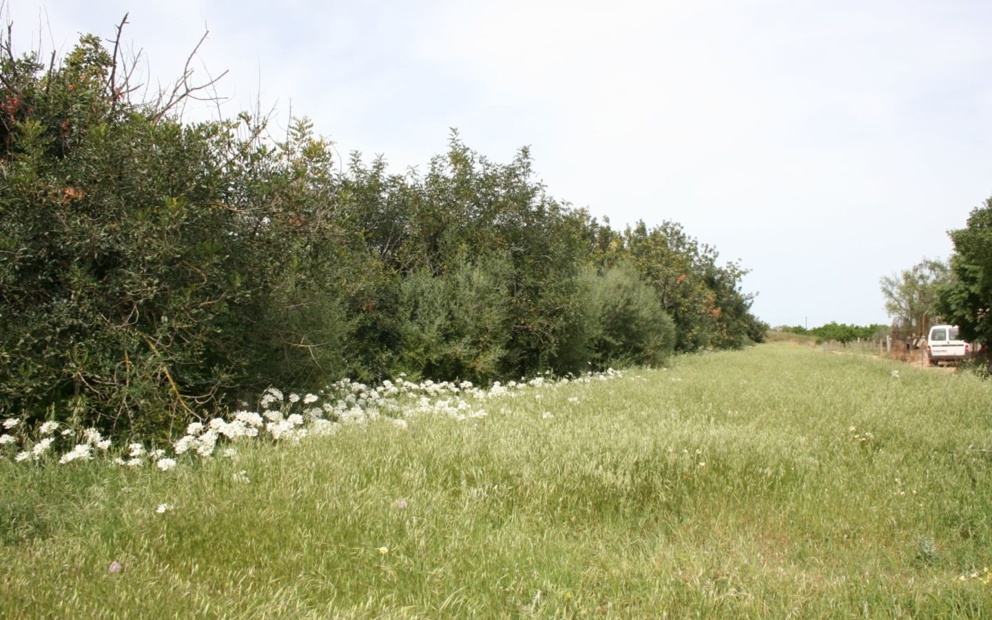 Land In Binissalem, Spain (20.714 M² Plot)