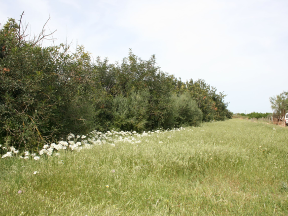 Land In Binissalem, Spain (20.714 M² Plot)