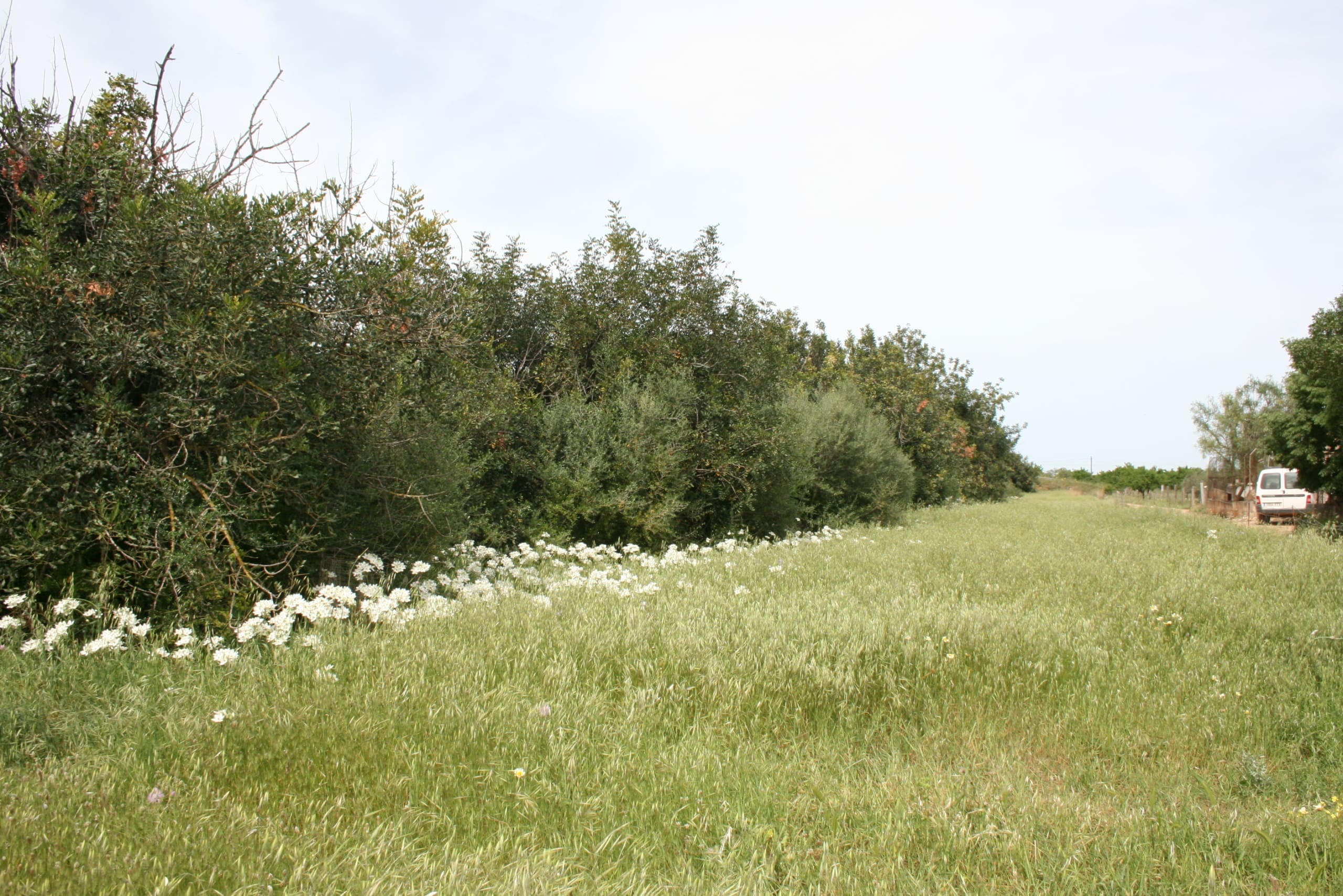 Land In Binissalem, Spain (20.714 M² Plot)