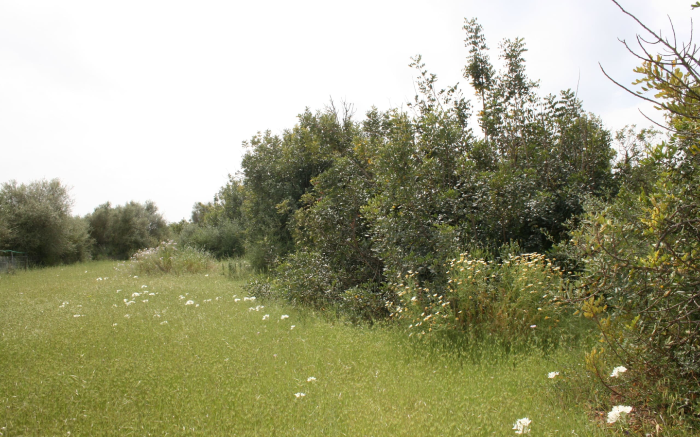 Land In Binissalem, Spain (20.714 M² Plot)