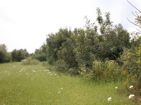 Land In Binissalem, Spain (20.714 M² Plot)