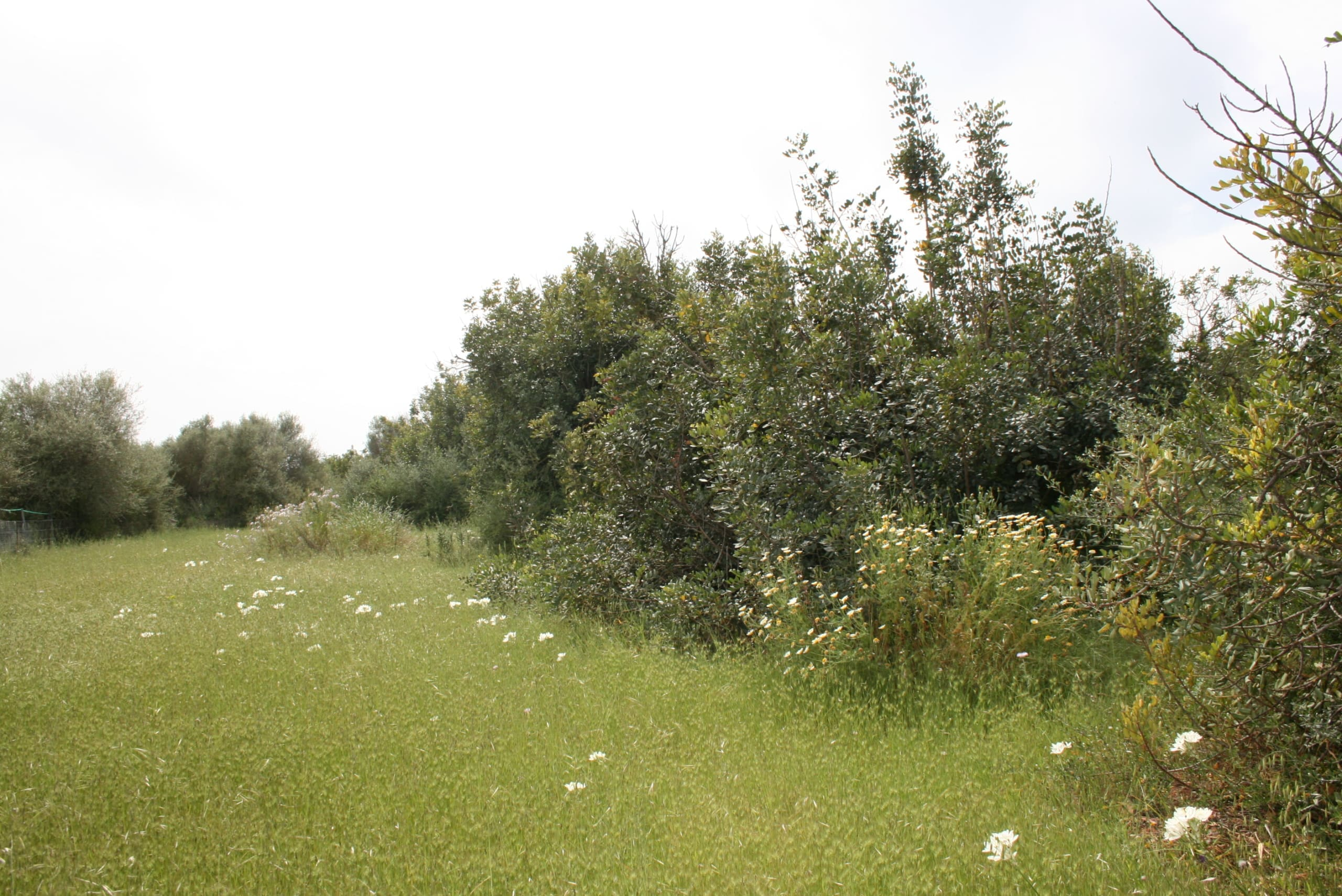 Land In Binissalem, Spain (20.714 M² Plot)